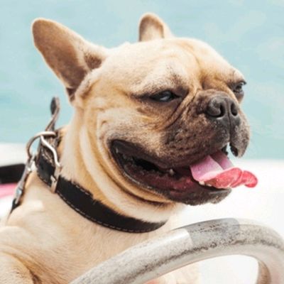 卡门序曲 [铃声]