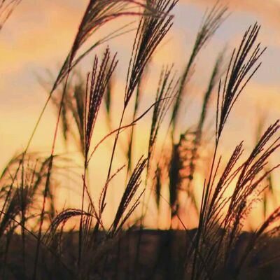 轨风 - 和煦的糖果风-心中的……