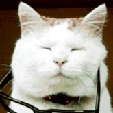 陳光輝—花海（前奏純音樂）