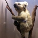 有钱进账(短信铃声)