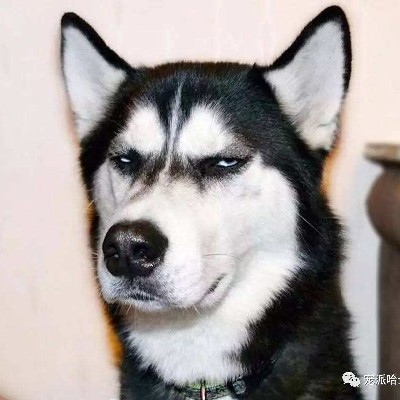 jennie - SOLO-MIS劉