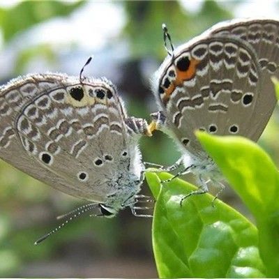 夜空中最亮的星（轻音乐版）