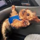 快乐小狗专属充电音