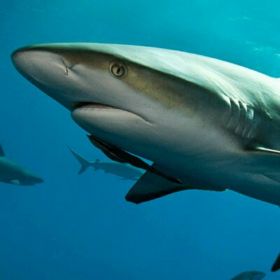 Imagine Dragons - Thunder