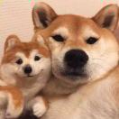 不得不愛 ·lambert （抖音版）