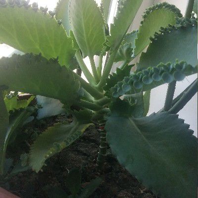 琵琶语(琵琶独奏)-小共经