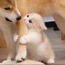 张翰 听妈妈的话