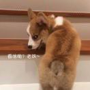 谁提莫买小米儿魔性音乐