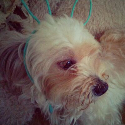 桃音モモ - にゃにゃにゃんにゃんにゃーのこねこ