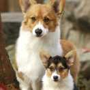 千本樱（慢速钢琴版)