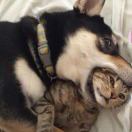 若把你比做歌（鬼畜）