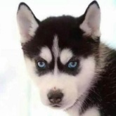 《哈基米山歌》