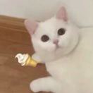 哑巴新娘dj版（抖音）