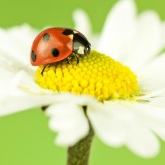 网络歌手 - 夕阳之歌 (20秒男声版片段)-01似是故人来